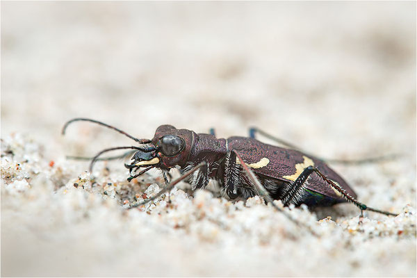 Heide-Sandlaufkäfer (Cicindela sylvatica), Schweden, Farö