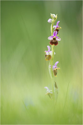 Hummel-Ragwurz (Ophrys fuciflora), Südlicher Oberrhein, Baden-Württemberg