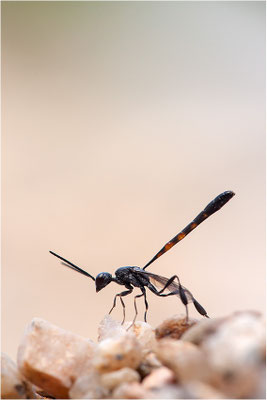 männliche Schmalbauchwespe (Gasteruption spec.), Frankreich, Ardèche