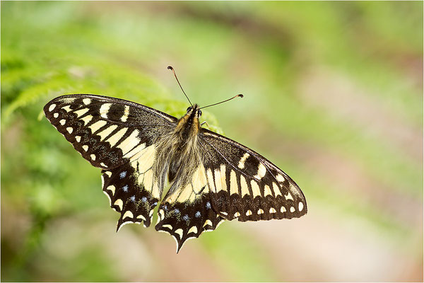 Korsischer Schwalbenschwanz (Papilio hospiton), Männchen, Frankreich, Zentralkorsika