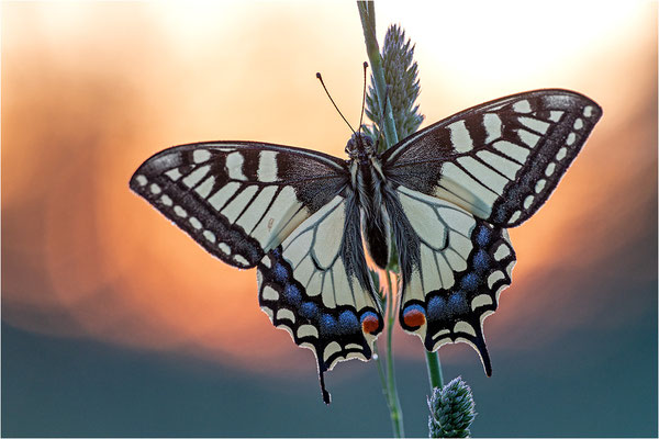 Schwalbenschwanz (Papilio machaon), Deutschland, Baden-Württemberg