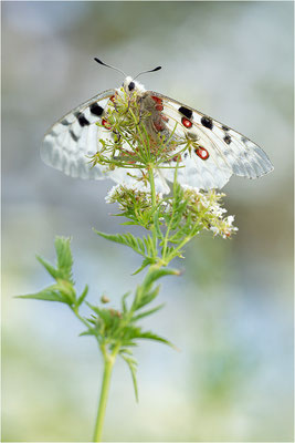 Roter Apollo (Parnassius apollo vercoricus), Frankreich, Dep. Isere