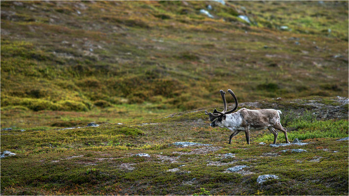 Rentier (Rangifer tarandus), Norwegen, Finnmark