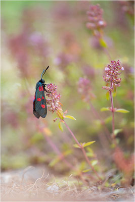 Großes Fünffleck-Widderchen (Zygaena lonicerae), Italien, Region Aostatal, 2000m