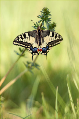 Schwalbenschwanz (Papilio machaon), Deutschland, Baden-Württemberg
