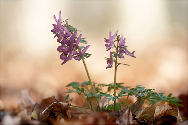 Gefingerter Lerchensporn (Corydalis solida), Deutschland, Baden-Württemberg