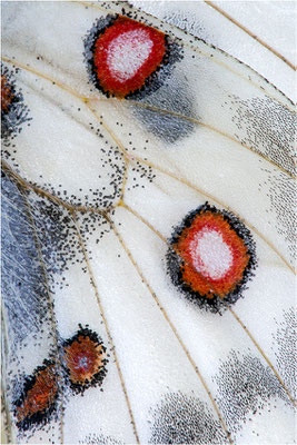 vercoricus