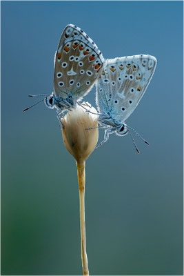 Spanischer Bläuling (Polyommatus hispana) und Himmelblauer Bläuling (Polyommatus bellargus), Männchen, Spanien, Pyrenäen, Prov. Lleida