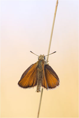Braunkolbiger Braun-Dickkopffalter (Thymelicus sylvestris), Deutschland, Baden-Württemberg