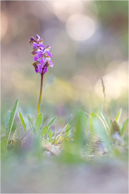 Spitzels Knabenkraut (Orchis spitzelii), Schweden, Gotland