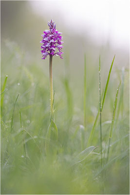 Helm-Knabenkraut (Orchis militaris), Deutschland, Baden-Württemberg