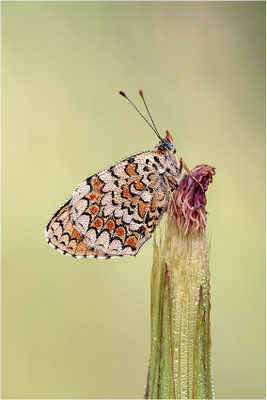 Flockenblumen-Scheckenfalter (Melitaea phoebe), Frankreich, Ardèche