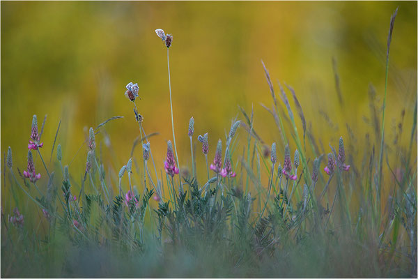 Himmelblauer Bläuling (Polyommatus bellargus), Deutschland, Baden-Württemberg
