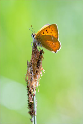 Dukaten-Feuerfalter (Lycaena virgaureae), Männchen, Frankreich, Dep. Isere