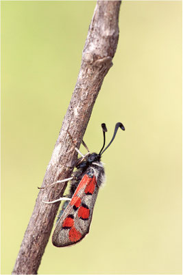 Zygaena rhadamanthus, Frankreich, Ardèche