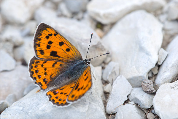Violetter Feuerfalter (Lycaena alciphron gordius), Weibchen, Frankreich, Haute Alps, 1300m