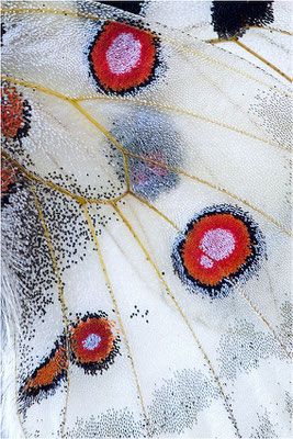 venaissimus