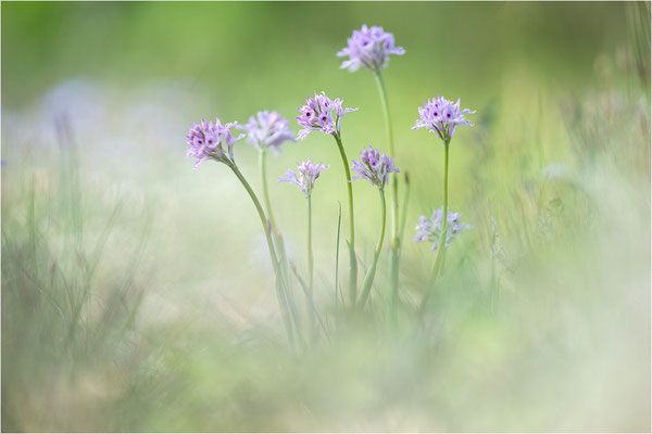 Dreizähniges Knabenkraut (Neotinea tridentata), Dep. Drôme, Frankreich