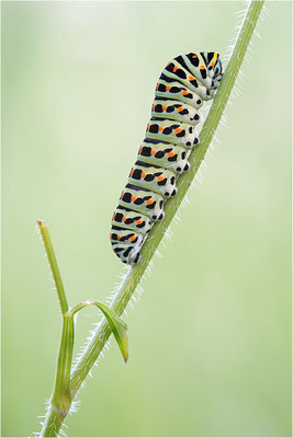 Schwalbenschwanz (Papilio machaon)