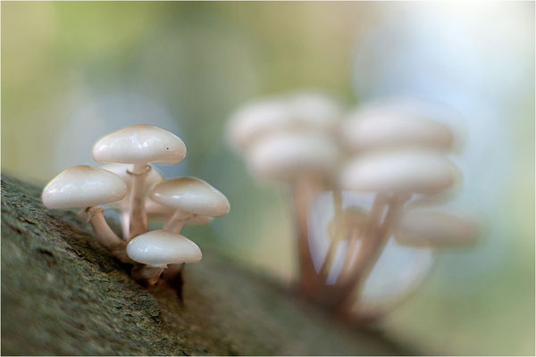 Beringter Buchenschleimrübling (Oudemansiella mucida), Deutschland, Baden-Württemberg