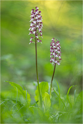 Purpur-Knabenkraut (Orchis purpurea), Deutschland, Baden-Württemberg