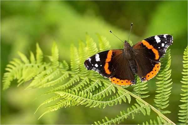 Admiral (Vanessa atalanta), Deutschland, Baden-Württemberg
