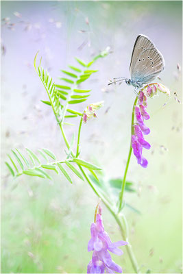 Rotklee-Bläuling (Cyaniris semiargus), Italien, Piemont