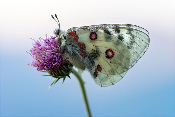 Roter Apollo (Parnassius apollo provincialis), Frankreich, Dep. Alpes-Maritimes
