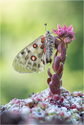 Roter Apollo (Parnassius apollo valdierensis), Italien, Piemont