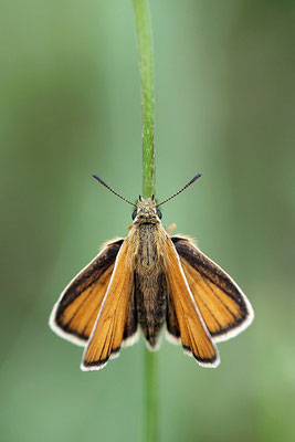 Braunkolbiger Braun-Dickkopffalter (Thymelicus sylvestris), Deutschland, Baden-Württemberg