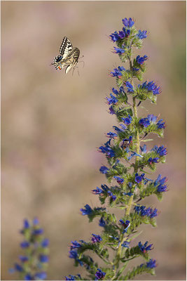 Schwalbenschwanz (Papilio machaon), Deutschland, Baden-Württemberg