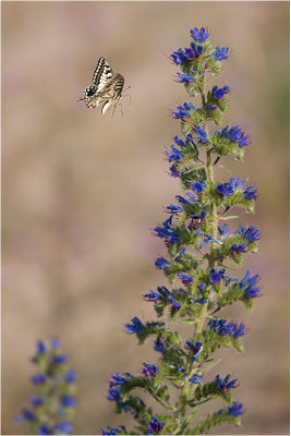 Schwalbenschwanz (Papilio machaon), Deutschland, Baden-Württemberg