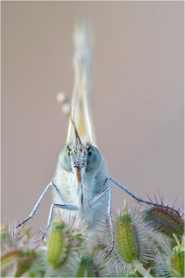 Resedaweißling (Pontia daplidice), Frankreich, Drôme