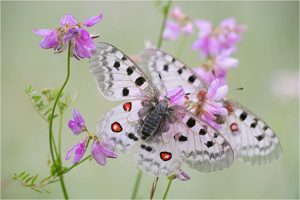 Roter Apollo (Parnassius apollo thiemo), Deutschland, Baden-Württemberg