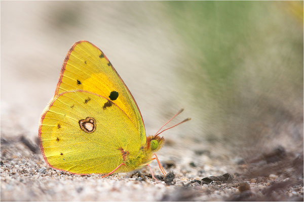 Postillon (Colias crocea), Frankreich, Drôme