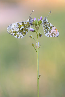 Aurorafalter (Anthocharis cardamines), Paar, Deutschland, Baden-Württemberg