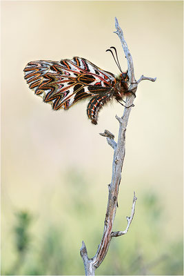 Südlicher Osterluzeifalter (Zerynthia polyxena), Männchen, Frankreich, Ardèche
