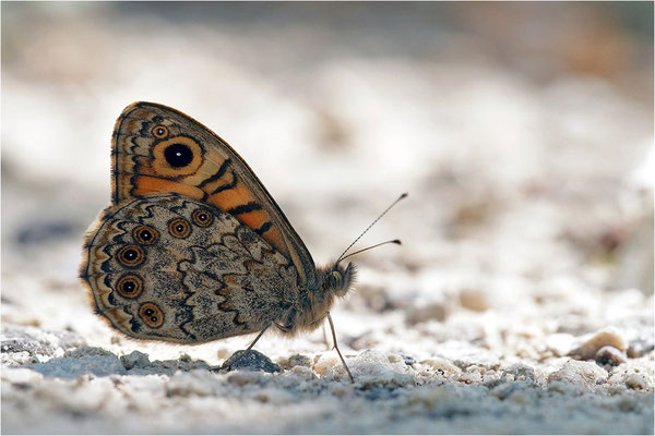 Mauerfuchs (Lasiommata megera), Frankreich, Drôme
