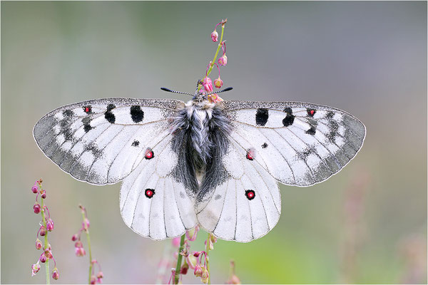 Hochalpen-Apollo (Parnassius phoebus), Italien, Region Aostatal