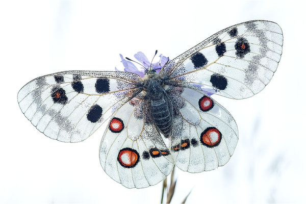 Roter Apollo (Parnassius apollo lithographicus), Deutschland, Oberbayern