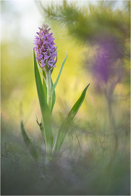 Fleischfarbene Fingerwurz (Dactylorhiza incarnata), Schweden, Gotland