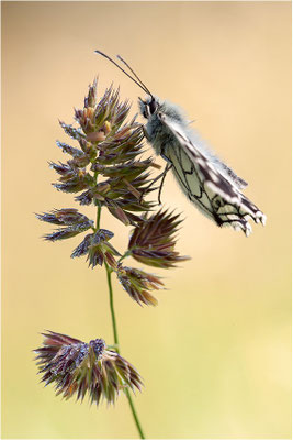 Schachbrettfalter (Melanargia galathea), Männchen, Deutschland, Baden-Württemberg