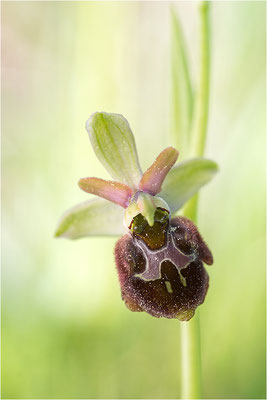 Hybride aus Spinnen- und Hummel-Ragwurz (Ophrys x aschersonii), Südlicher Oberrhein, Baden-Württemberg