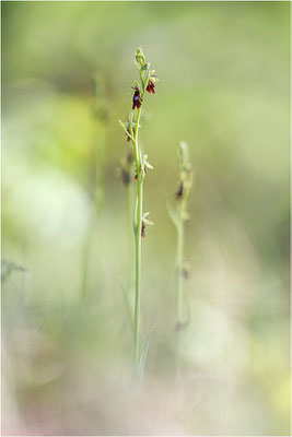 Fliegen-Ragwurz (Ophrys insectifera), Frankreich, Dep. Isere