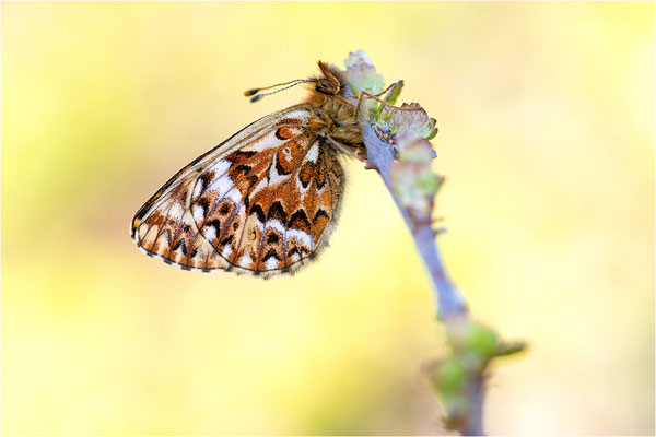 Freijas Perlmuttfalter (Boloria freija), Norwegen, Troms og Finnmark