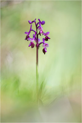 Langspornige Hundswurz (Anacamptis longicornu), Italien, Sardinien