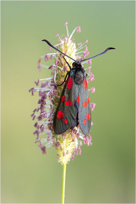 Sechsfleck-Widderchen (Zygaena filipendulae), Italien, Piemont