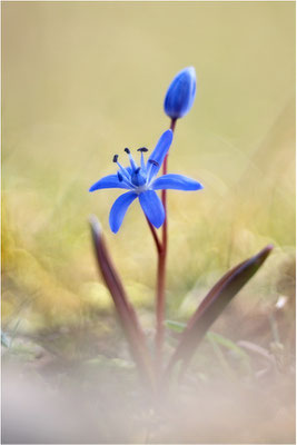 Zweiblättriger Blaustern (Scilla bifolia), Deutschland, Baden-Württemberg