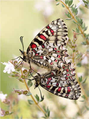 Spanischer Osterluzeifalter (Zerynthia rumina), Paarung, Frankreich, Ardèche