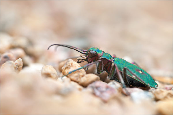 Feld-Sandlaufkäfer (Cicindela campestris), Schweden, Värmland